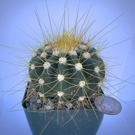 4-inch Buiningia brevicylindrica var. Longispina