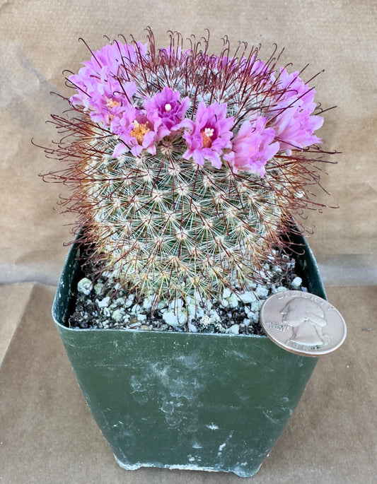 4-inch Mammillaria moelleriana
