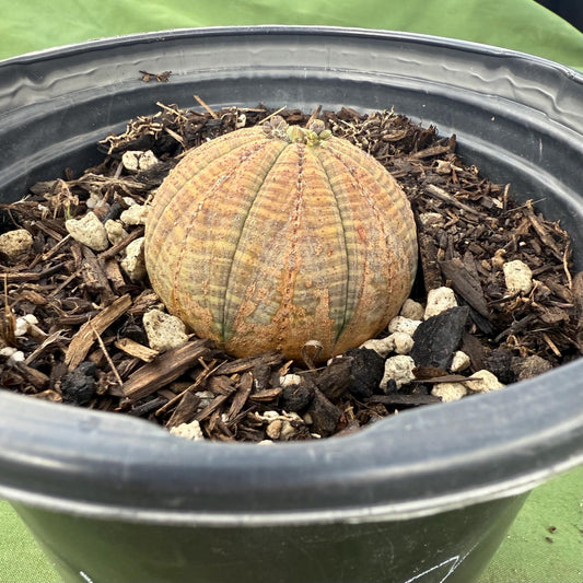 Baseball Euphorbia (LL68) | Euphorbia obesa