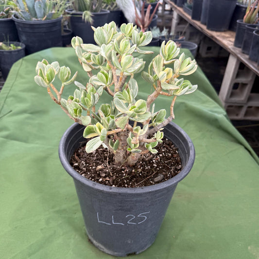 Variegated Jade (LL25) | Crassula ovata variegata