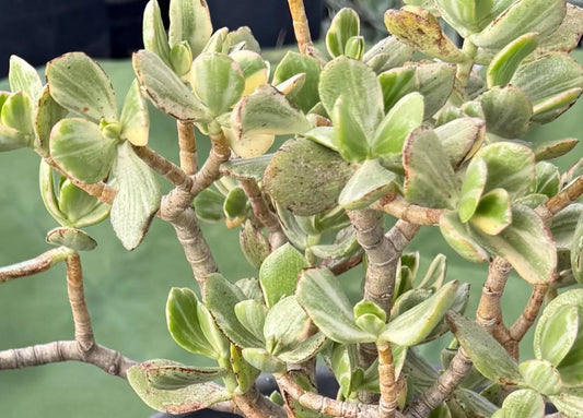 Crassula ovata 'Variegata' 6in