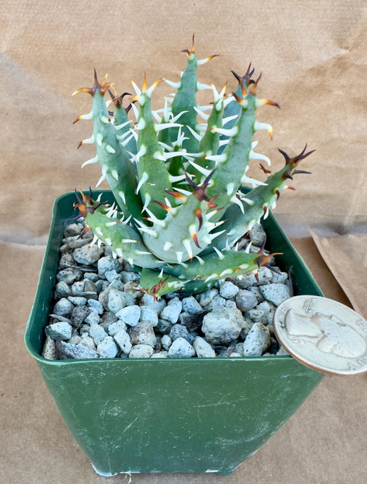 4-inch Aloe erinacea E1