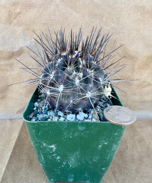 4-inch Neochilenia cachytaensis | Neoporteria cachytaensis A1