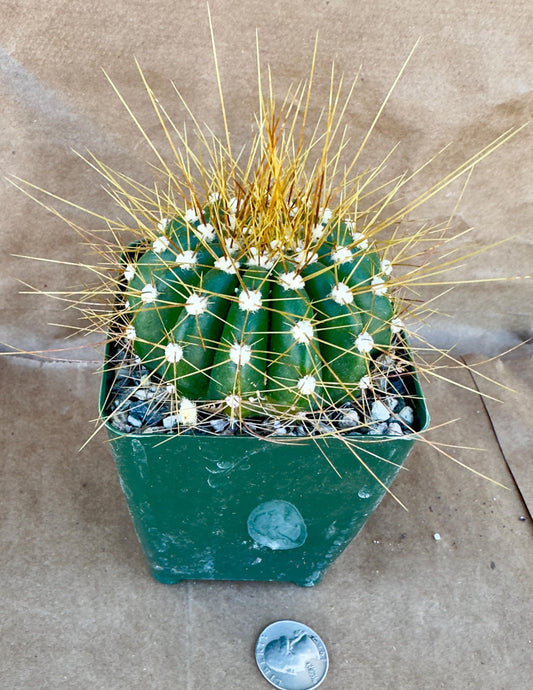 4-inch Buiningia brevicylindrica var. Longispina A1