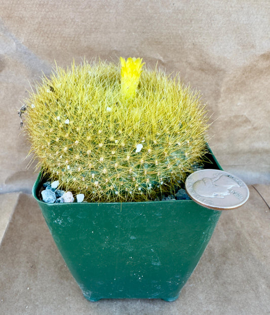 4-inch Notocactus graessneri var. flaviflorus A1