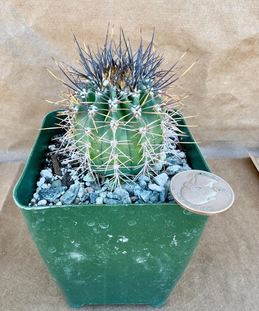 4-inch Echinopsis melanopotamica | Echinopsis leucantha E1