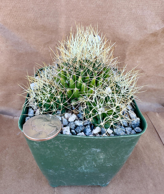 4-inch Mammillaria camptotricha | Bird’s Nest Cactus A1