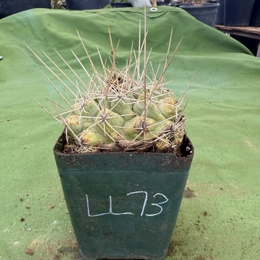 Thelocactus hexaedrophorus (LL73)