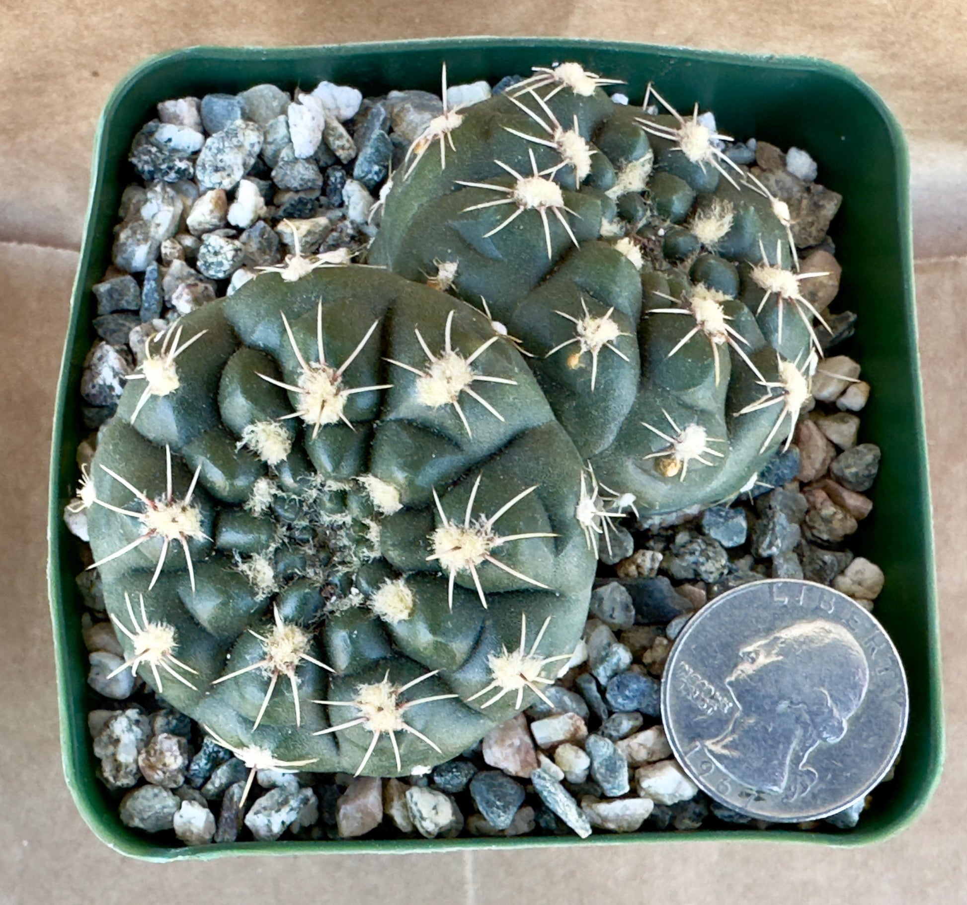4-inch Gymnocalycium reductum var. leucodictyon
