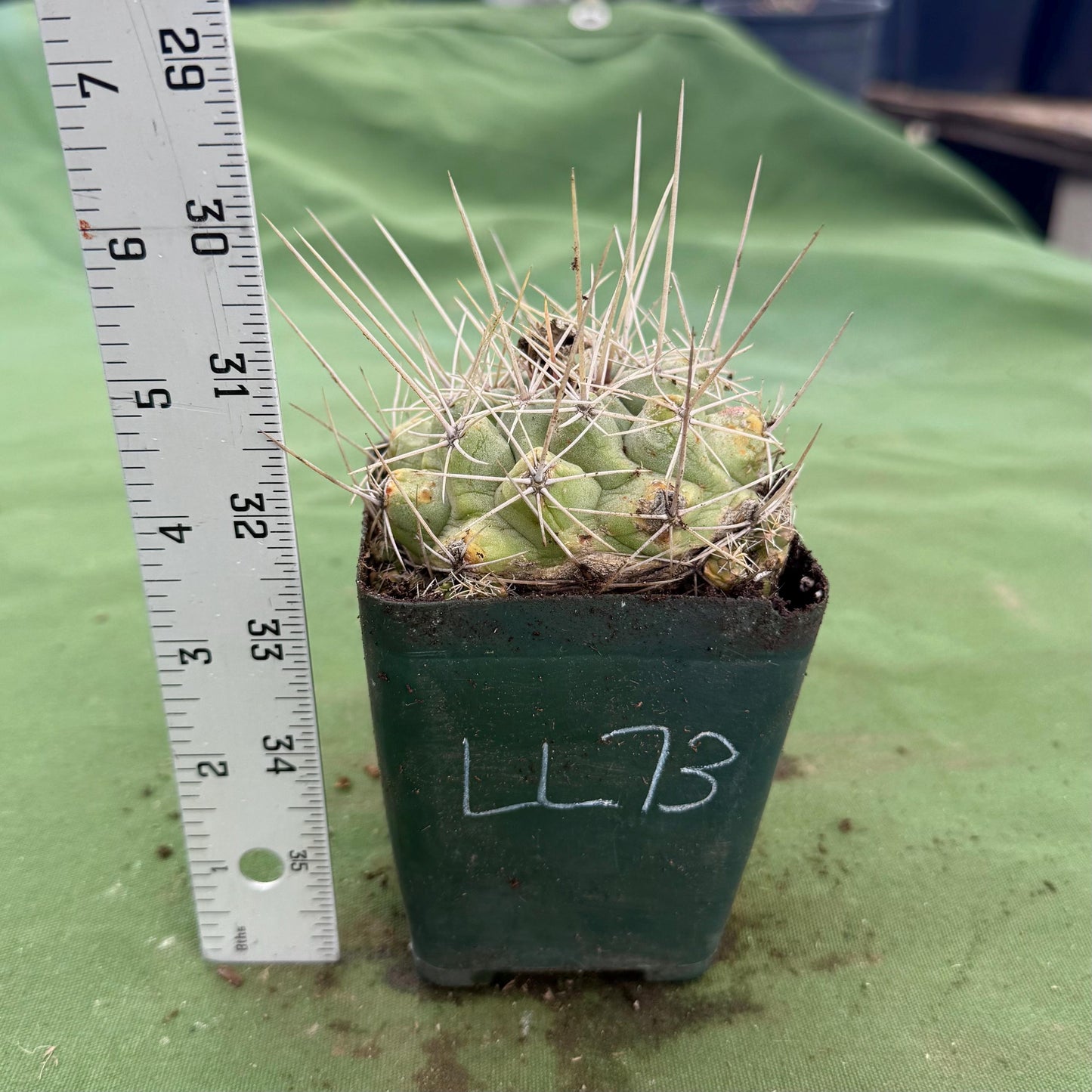Thelocactus hexaedrophorus (LL73)