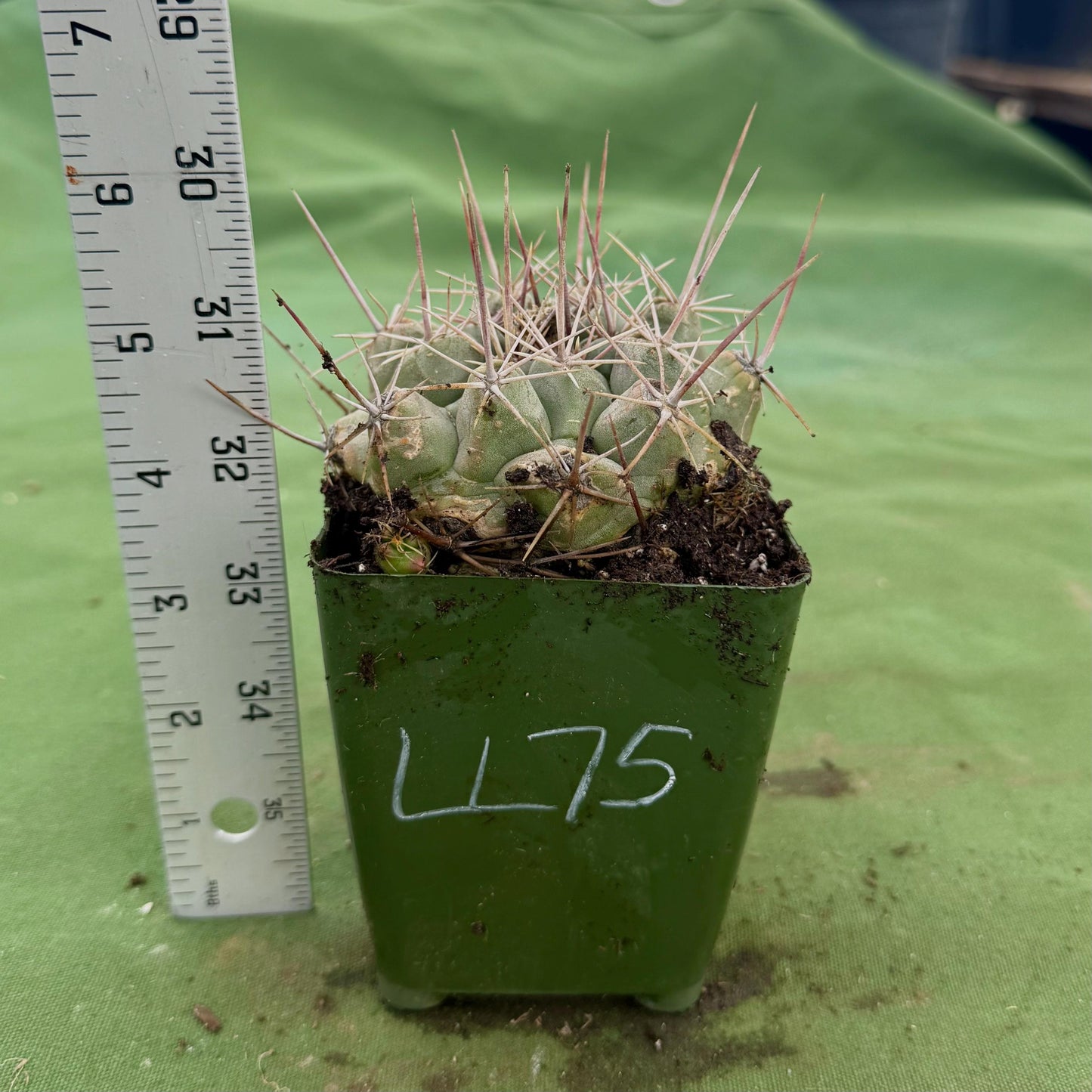 Thelocactus hexaedrophorus (LL75)