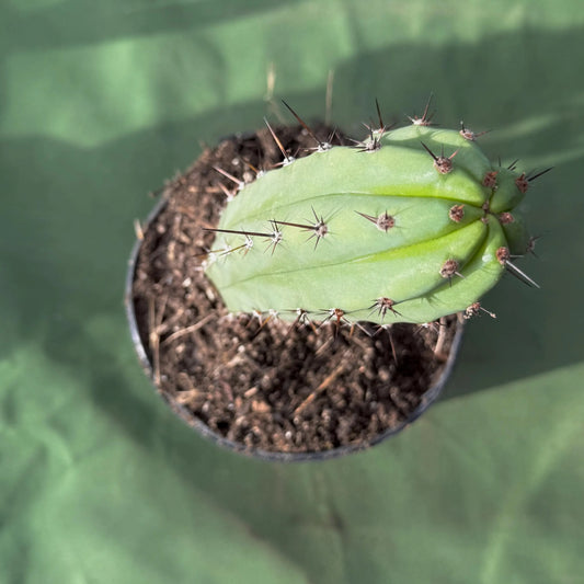 Cactus (LL47)