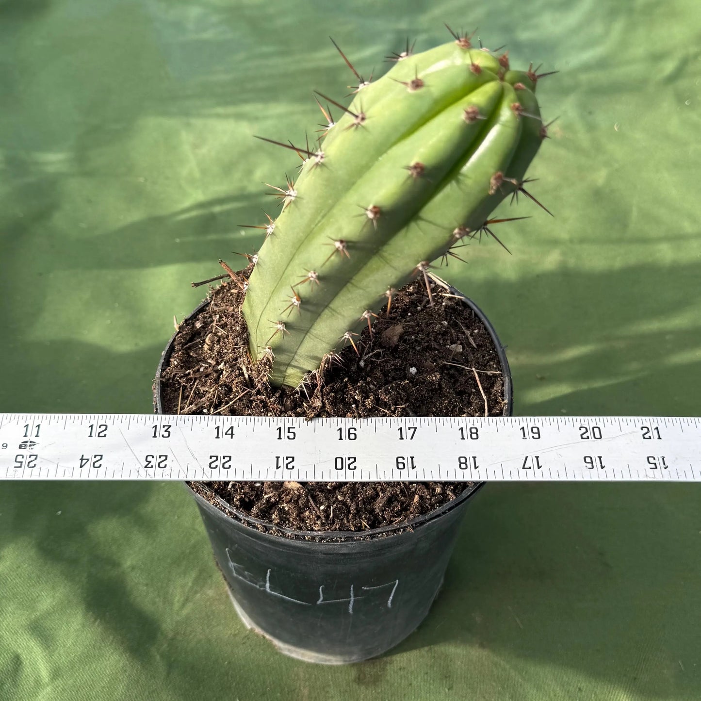 Cactus (LL47)