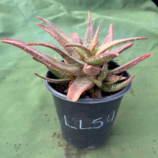 Aloe Rooikappie (LL54) | Little Red Riding Hood