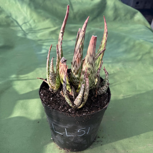 Aloe 'Chico Banana' (LL51)