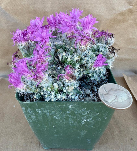 4-inch Trichodiadema densum | Desert Rose
