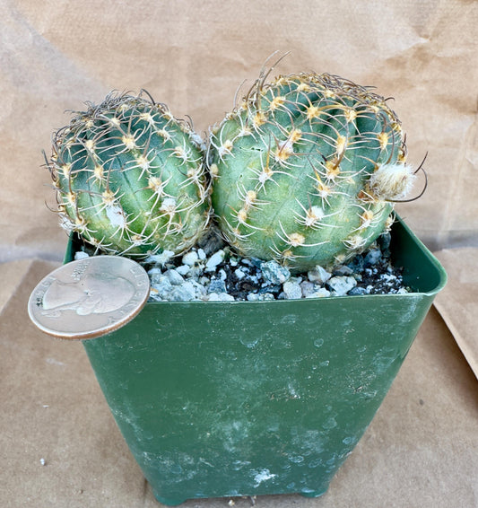 4-inch Echinopsis backebergii | Lobivia winteriana E1
