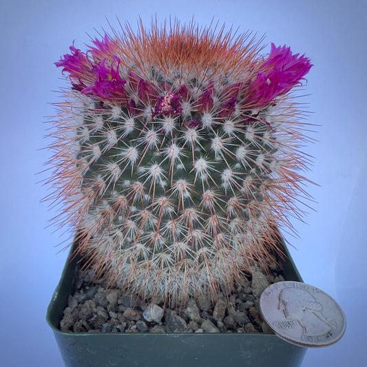 4-inch Spiny Pincushion Cactus | Mammillaria spinosissima