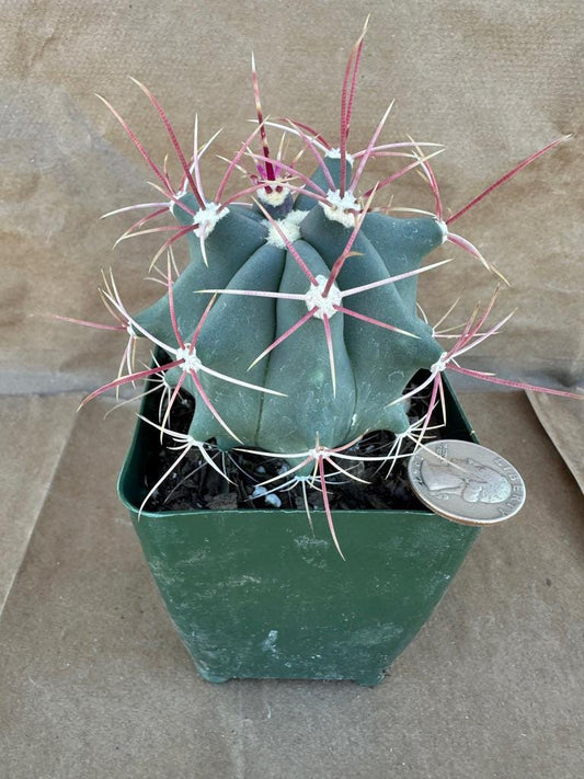 4-inch Ferocactus rectispinus | Emory's Barrel Cactus E1