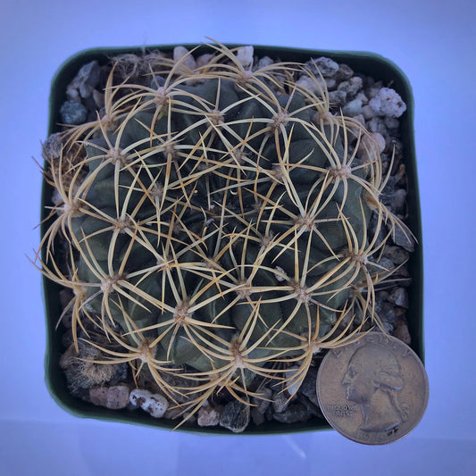 4-inch Echinopsis cinnabarina | Lobivia cinnabarina var. prestoana