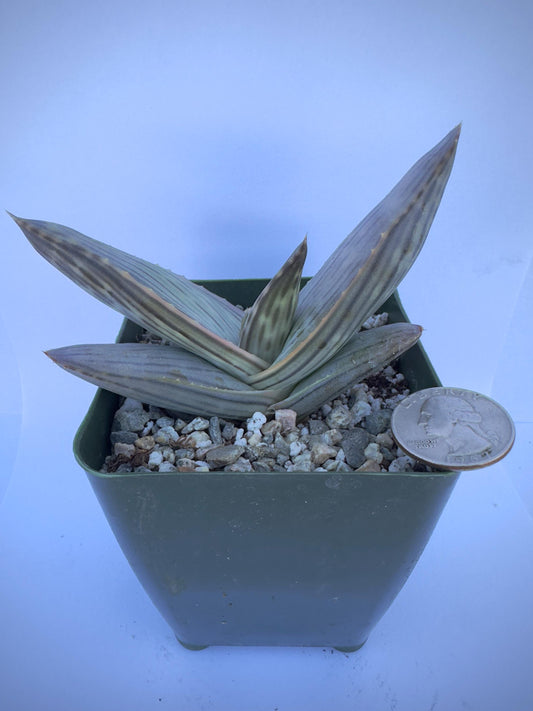 4-inch Karasberg Coral Aloe | Aloe striata ssp. karasbergensis