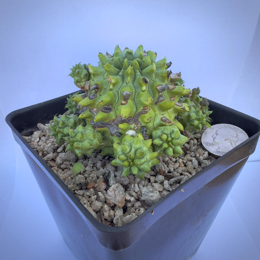 4-inch Euphorbia susannae | 'Susanna's Spurge'