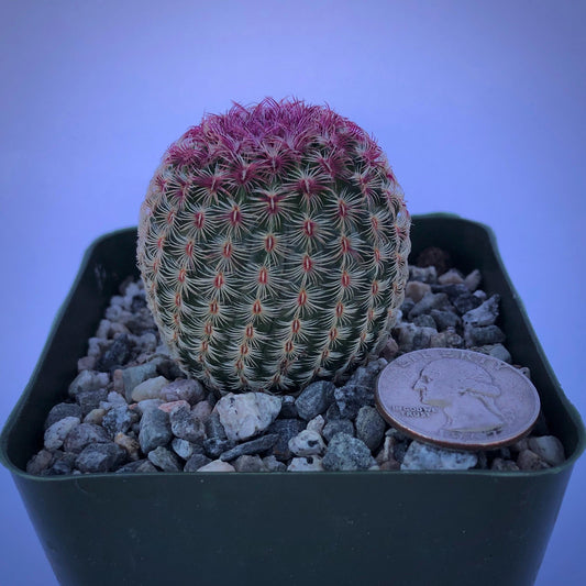 4-inch Echinocereus rigidissimus 'Rubispinus' | Rainbow Hedgehog Cactus
