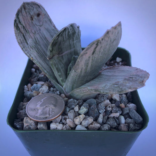 4-inch Gasteria sp. 'Sakura Fuji'