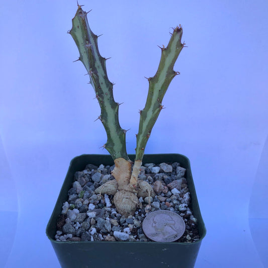 4-inch Euphorbia knuthii