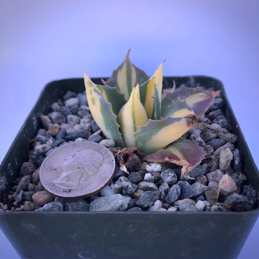 4-inch Variegated Agave isthmensis