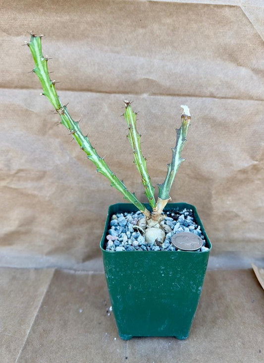 4-inch Euphorbia knutthi E1
