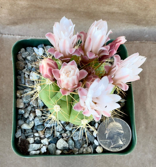 4-inch Gymnocalycium chacoense A1