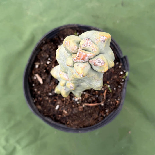 Totem Pole Cactus (LL10) | Pachycereus schottii f. monstrosus