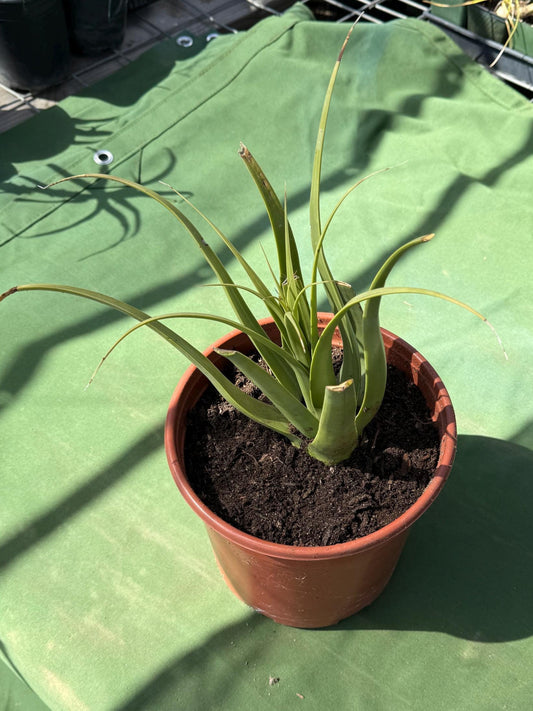 Squid Agave | Agave bracteosa