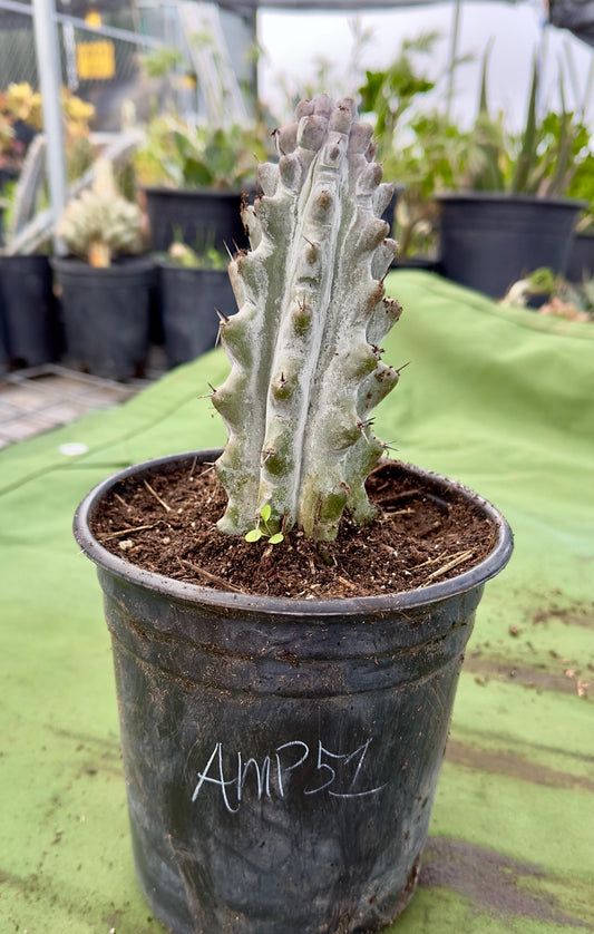 Stenocereus beneckei AMP51