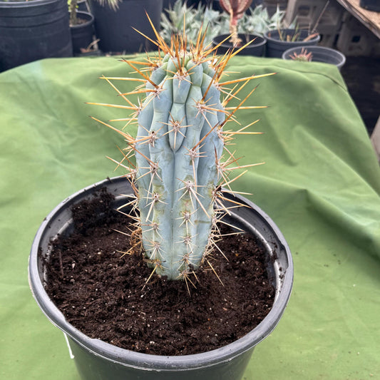 Blue Cereus (LL14) | Browningia hertlingiana