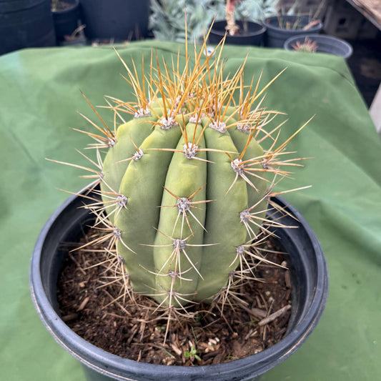 Echinopsis terscheckii (LL15)