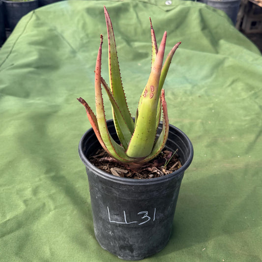 Wickens' Aloe (LL31) | Aloe wickensii