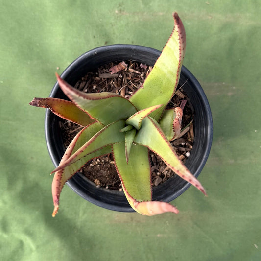Wickens' Aloe (LL31) | Aloe wickensii