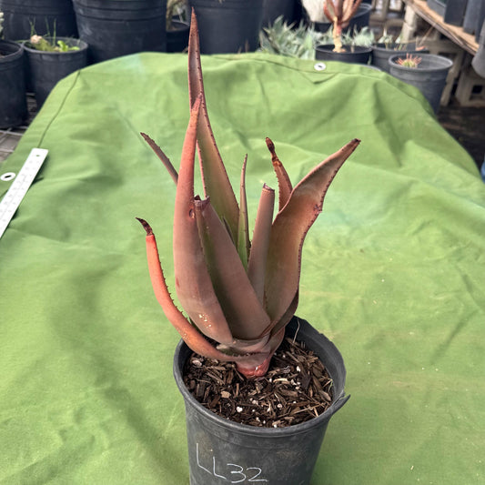 Wickens' Aloe (LL32) | Aloe wickensii
