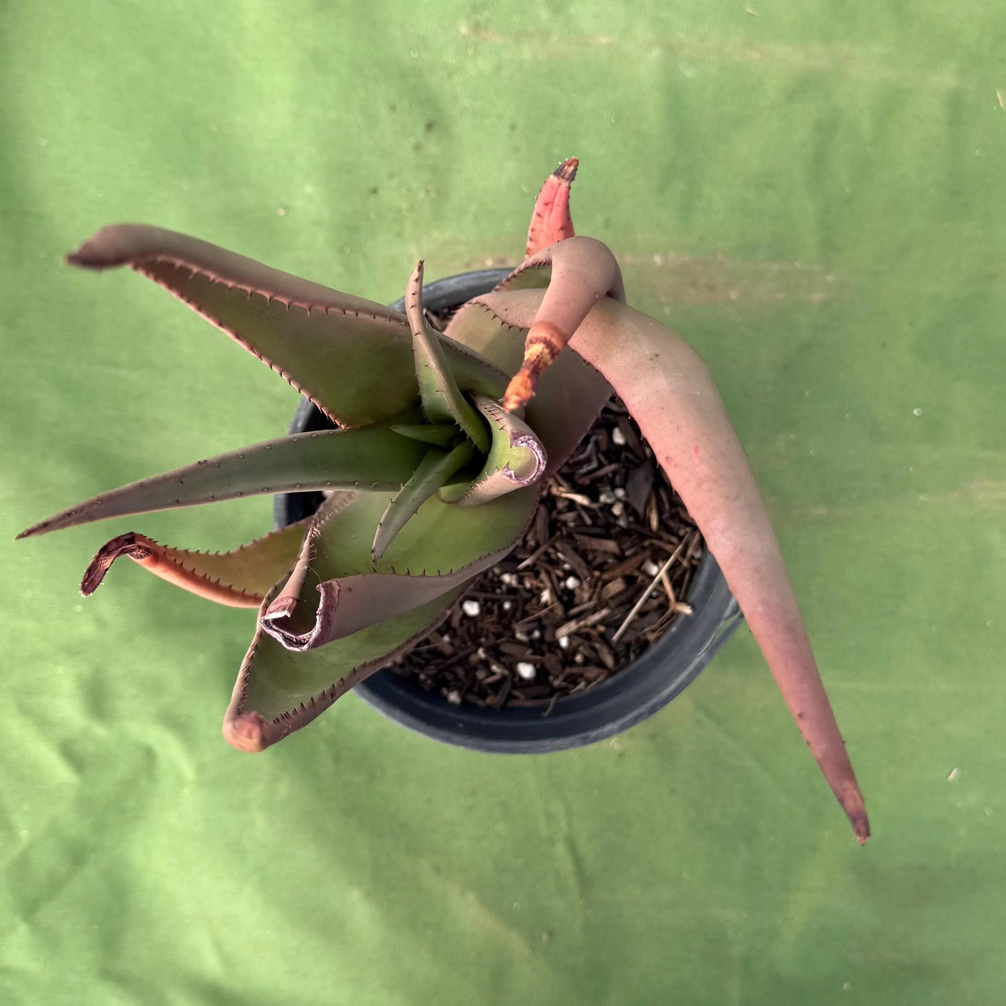Wickens' Aloe (LL32) | Aloe wickensii