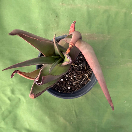 Wickens' Aloe (LL32) | Aloe wickensii