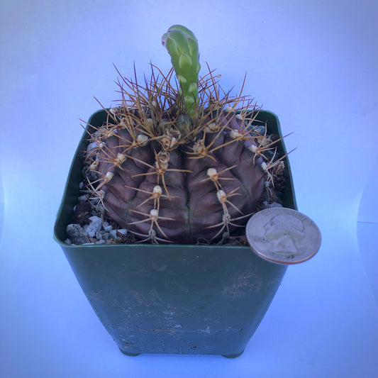 4-inch Gymnocalycium Faneuil var. tucavocense