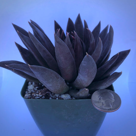 4-inch Echeveria 'Black Knight'