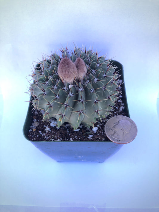 4-inch Notocactus buiningii | Parodia buiningii