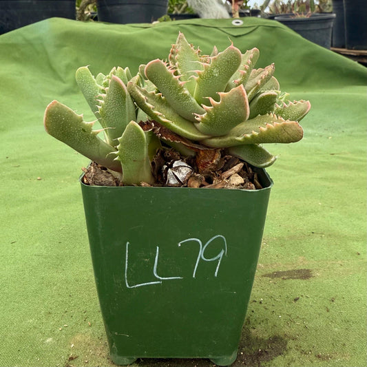 Tiger Jaws (LL79) | Faucaria tigrina