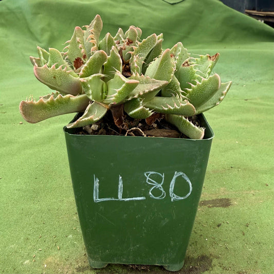 Tiger Jaws (LL80) | Faucaria tigrina