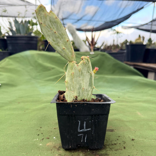 Variegated Prickly Pear (LL71) | Opuntia White Variegated Form