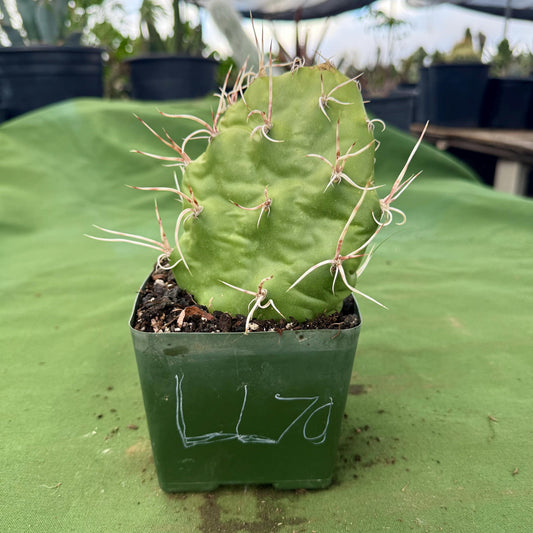 Sulphur Prickly Pear (LL70) | Opuntia sulphurea