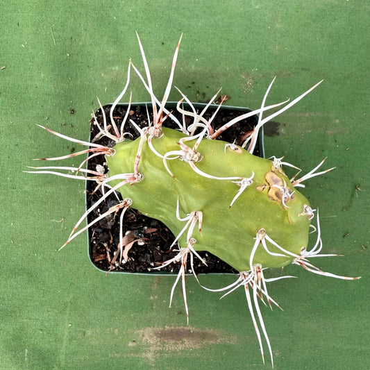 Sulphur Prickly Pear (LL70) | Opuntia sulphurea